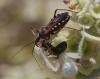 Rhynocoris sp.